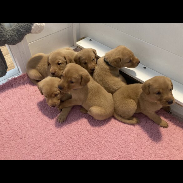 Labrador Retriever - Both