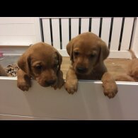 Labrador Retriever - Both