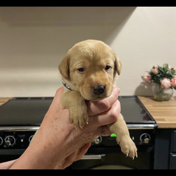 Labrador Retriever - Both