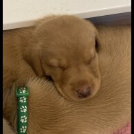 Labrador Retriever - Both