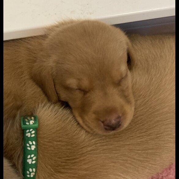 Labrador Retriever - Both