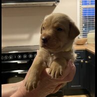Labrador Retriever - Both