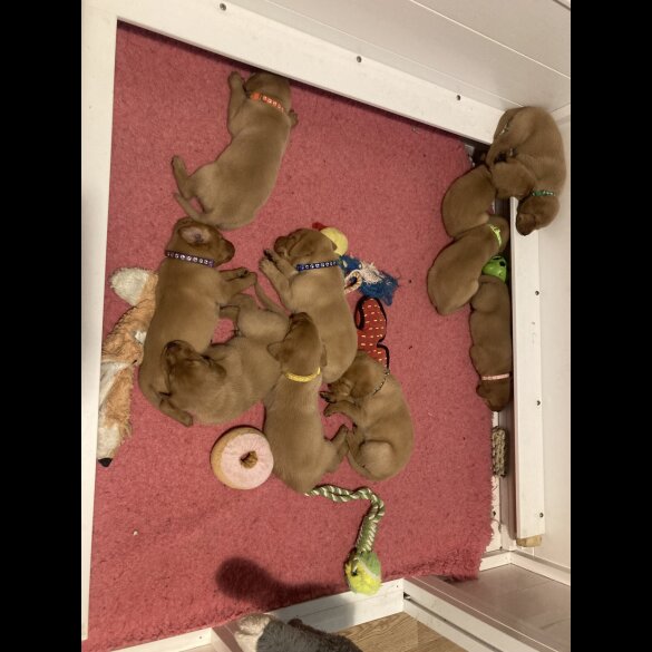 Labrador Retriever - Both