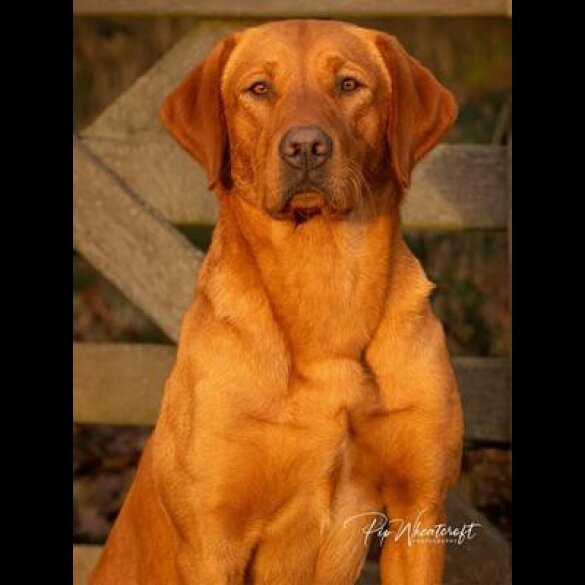 Labrador Retriever - Both