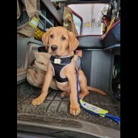 Labrador Retriever - Both