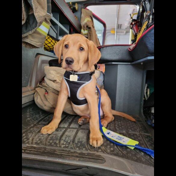 Labrador Retriever - Both