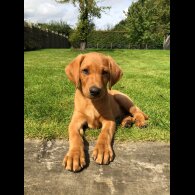 Labrador Retriever - Both