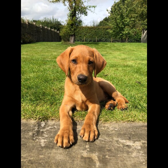 Labrador Retriever - Both