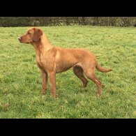 Labrador Retriever - Both