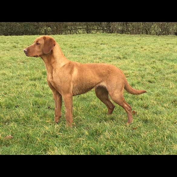 Labrador Retriever - Both