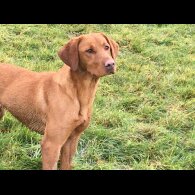 Labrador Retriever - Both