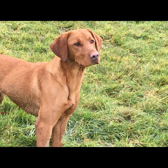 Labrador Retriever - Both