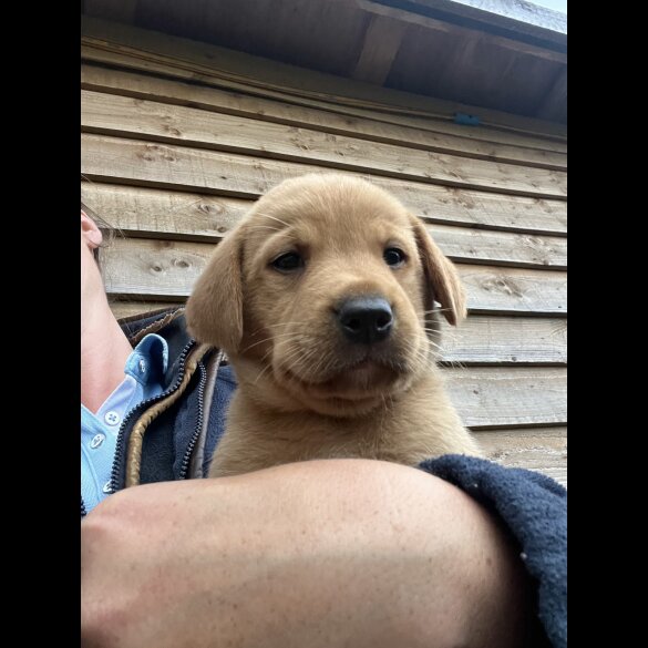 Labrador Retriever - Both