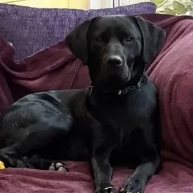 Labrador Retriever