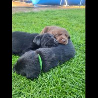 Labrador Retriever - Both