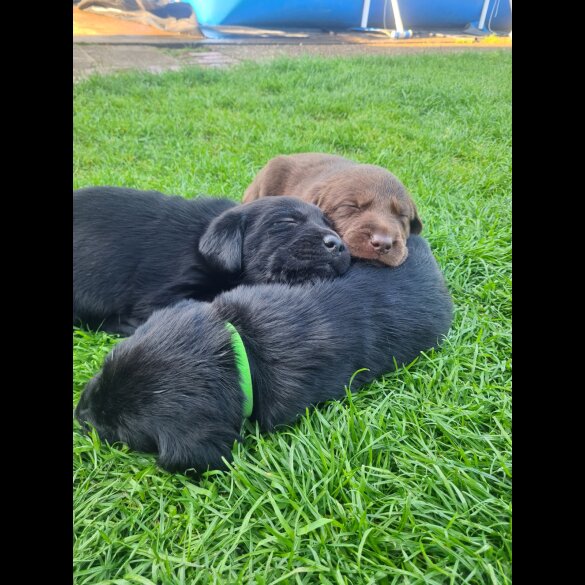 Labrador Retriever - Both
