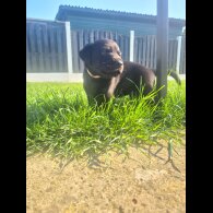 Labrador Retriever - Both