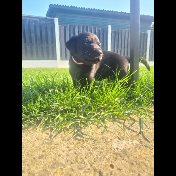 Labrador Retriever - Both