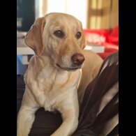 Labrador Retriever - Both