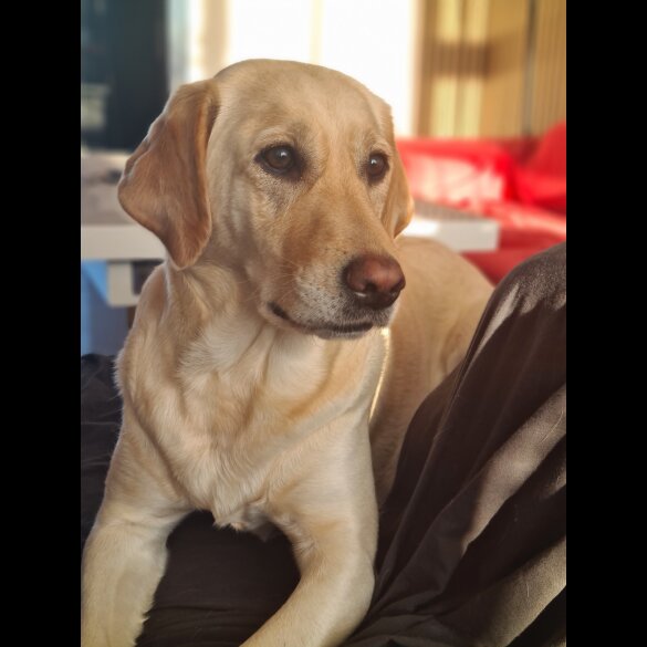 Labrador Retriever - Both