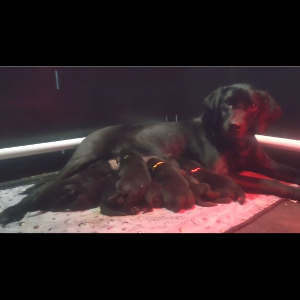 Labrador Retriever - Both