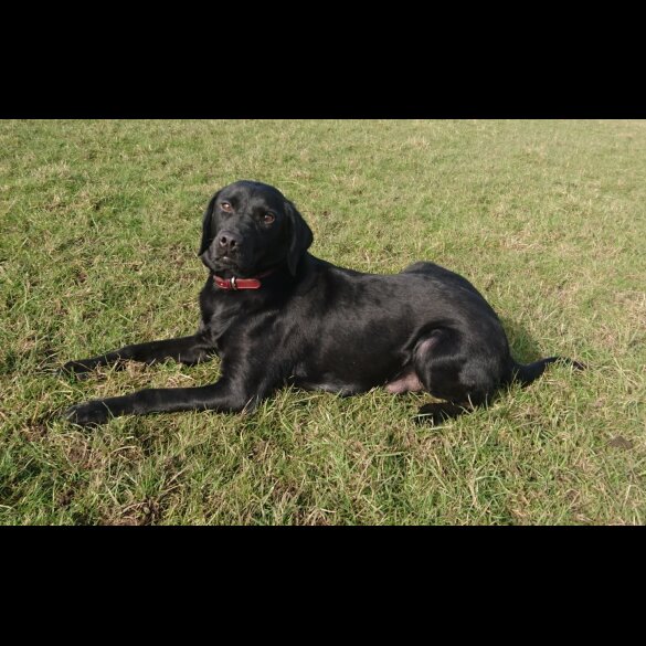 Labrador Retriever - Both