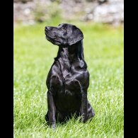 Labrador Retriever - Both