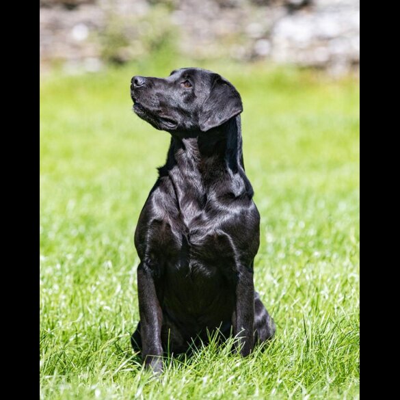 Labrador Retriever - Both