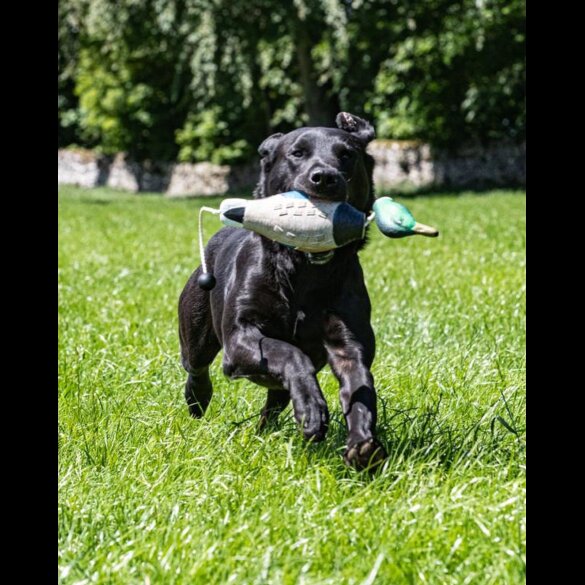 Labrador Retriever - Both