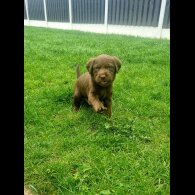 Labrador Retriever - Both