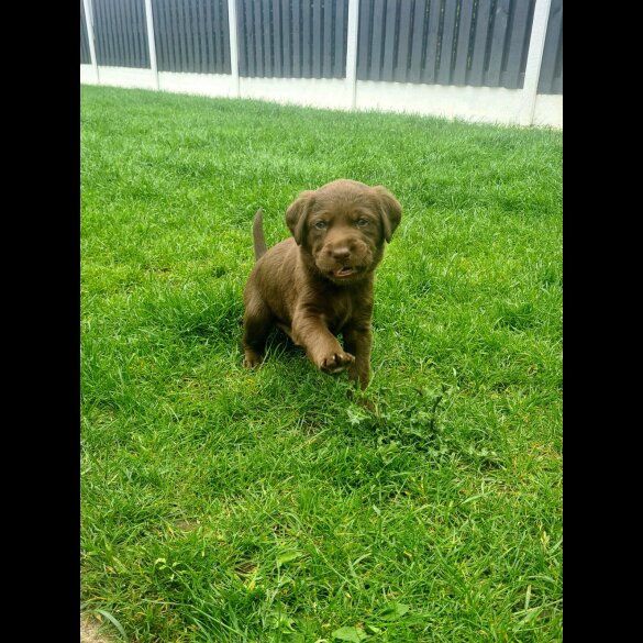 Labrador Retriever - Both