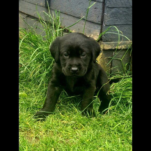 Labrador Retriever - Both