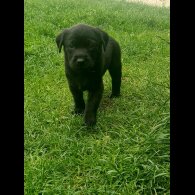Labrador Retriever - Both