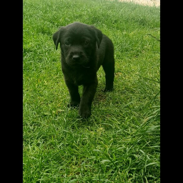 Labrador Retriever - Both