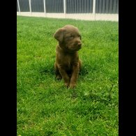 Labrador Retriever - Both