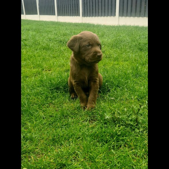 Labrador Retriever - Both
