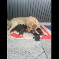 Labrador Retriever - Both