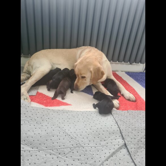 Labrador Retriever - Both