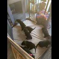Labrador Retriever - Both