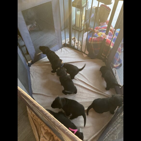 Labrador Retriever - Both