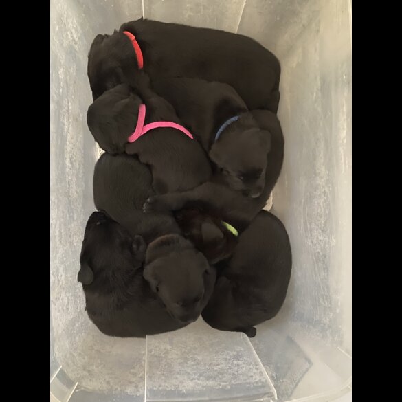Labrador Retriever - Both