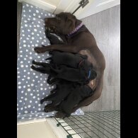 Labrador Retriever - Both