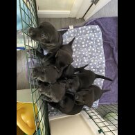 Labrador Retriever - Both