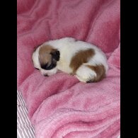 Lhasa Apso - Both