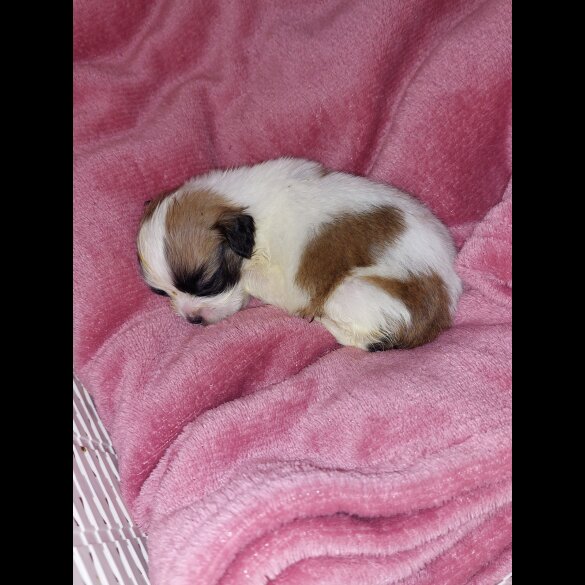 Lhasa Apso - Both