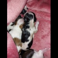 Lhasa Apso - Both