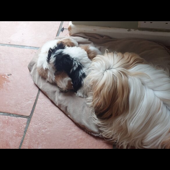 Lhasa Apso - Both