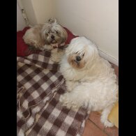 Lhasa Apso - Both