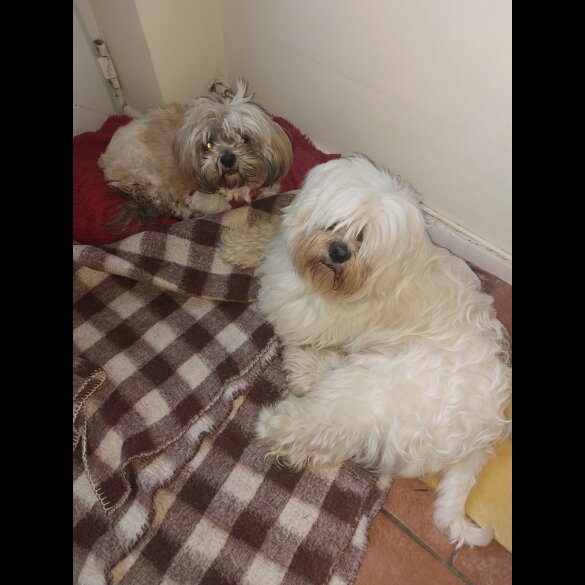 Lhasa Apso - Both