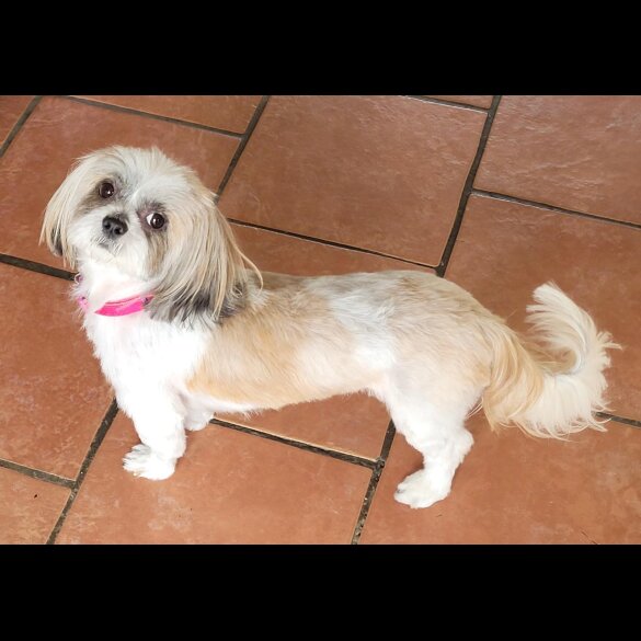 Lhasa Apso - Both